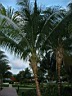 IMG_1535.JPG