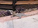 IMG_0297.jpg