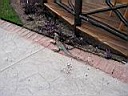 IMG_0299.jpg