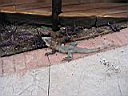 IMG_0300.jpg